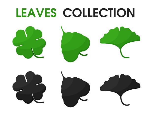 Beautiful shapes of leaves and shadows vector