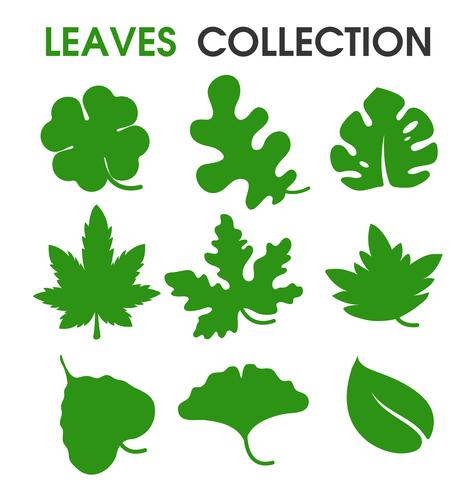 The collection of beautiful leaf shapes and natural diversity. vector