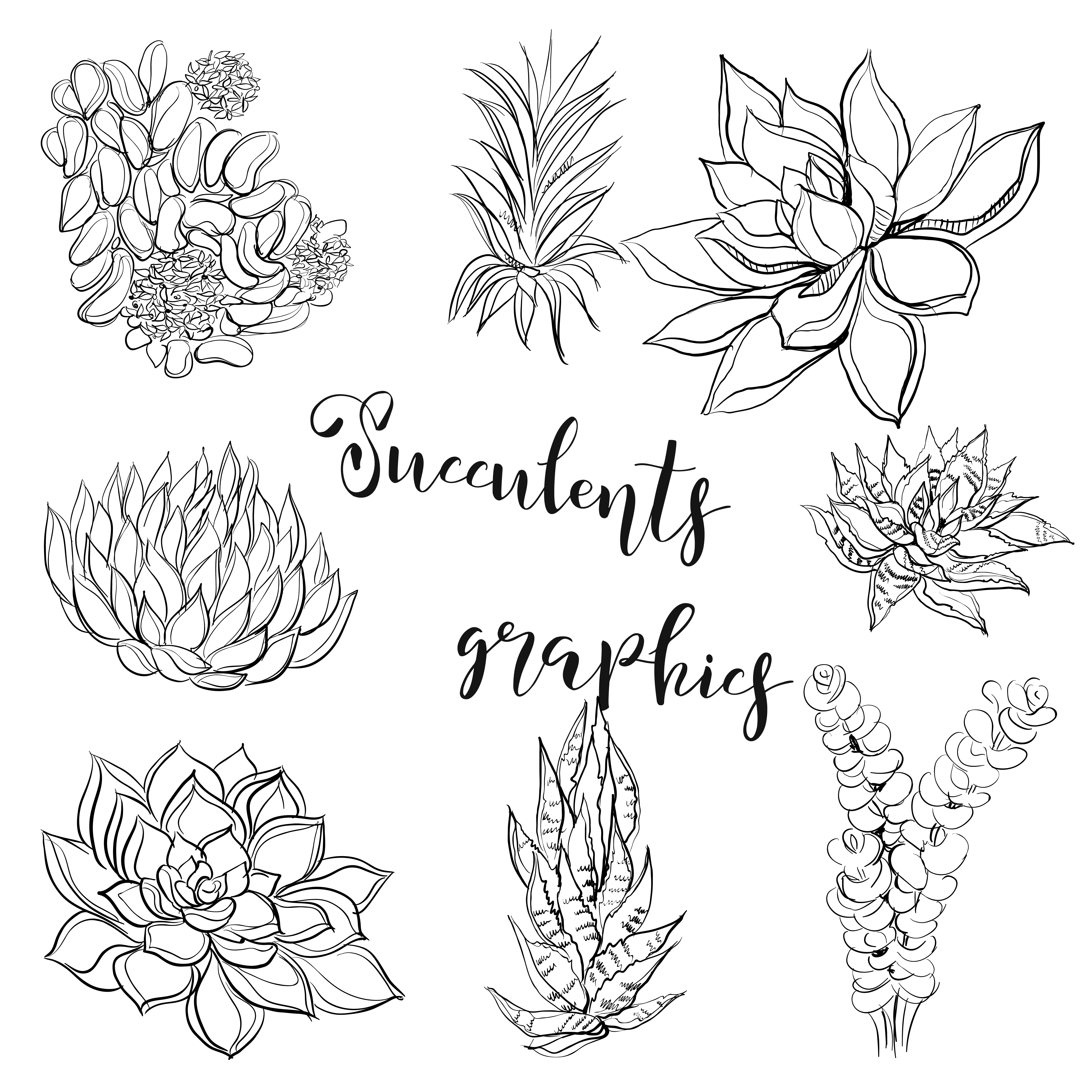 Succulents. Graphics. Coloring book. Black. Vector illustration. 600656