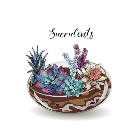 Succulents in glass aquariums. Flower decorative compositions. Graphics. Watercolor. Vector. vector