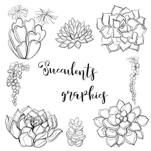 Succulents. Graphics. Coloring book. Black. Vector illustration.