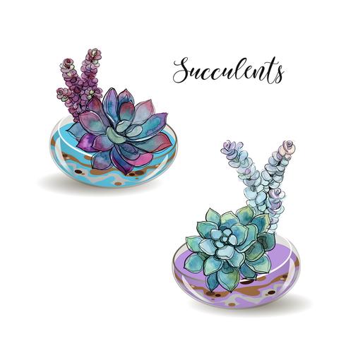 Succulents in glass aquariums. Colored sand. Flower decorative compositions. Graphics. Watercolor. Vector. vector