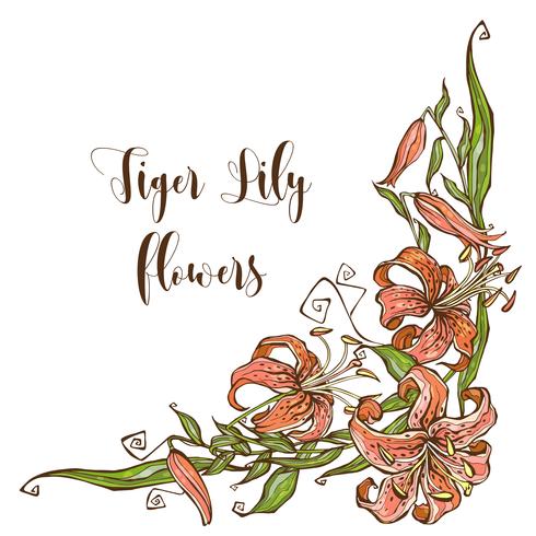 Frame - corner with tiger Lily flowers . Vector illustration.