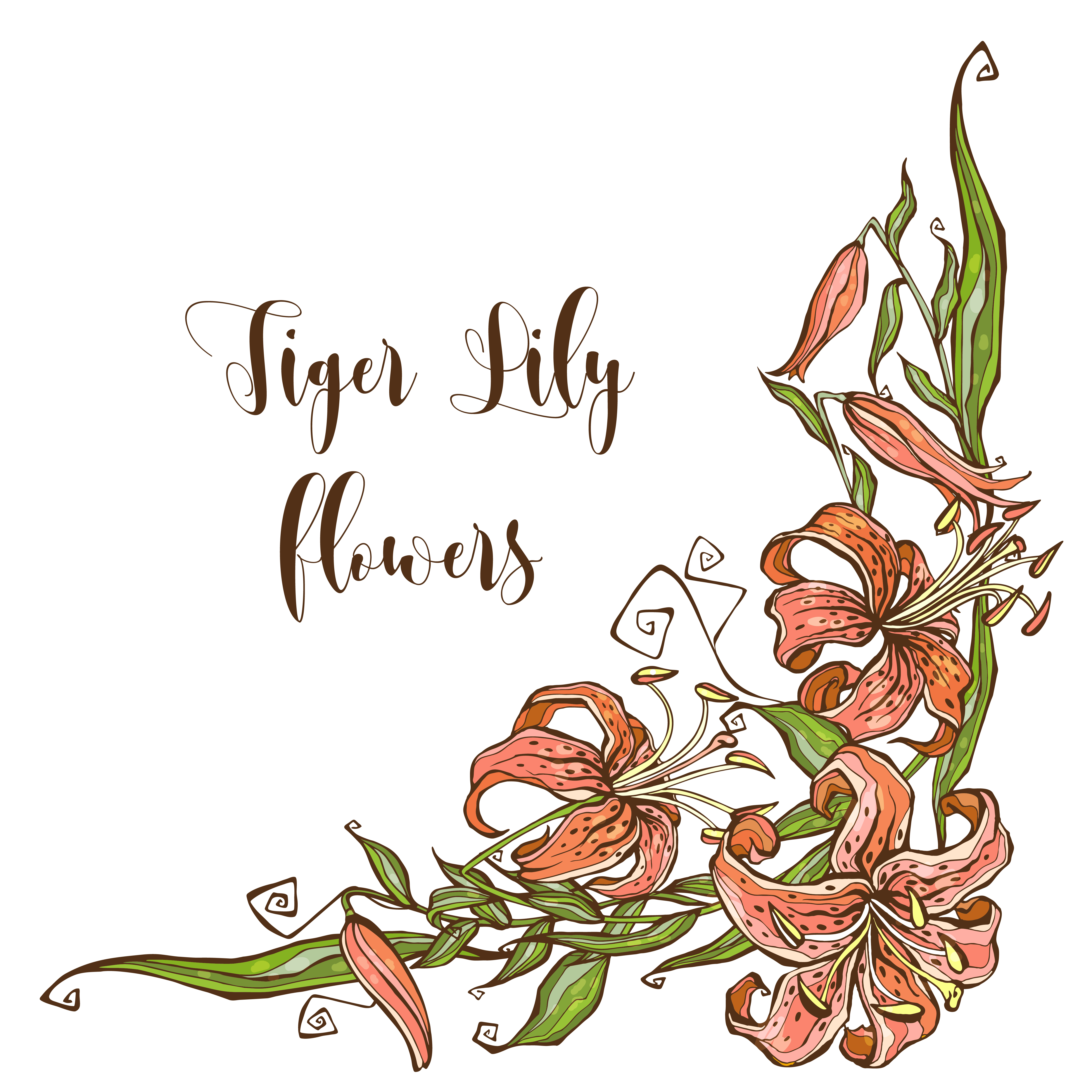 Free Free 111 Vector Lily Flower Svg SVG PNG EPS DXF File