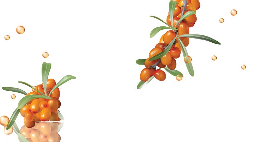 Sea buckthorn, yellow berries and green leaves vector