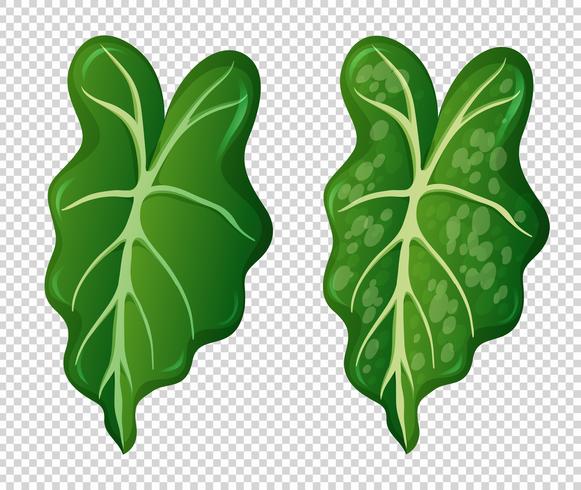 Two patterns on green leaves vector