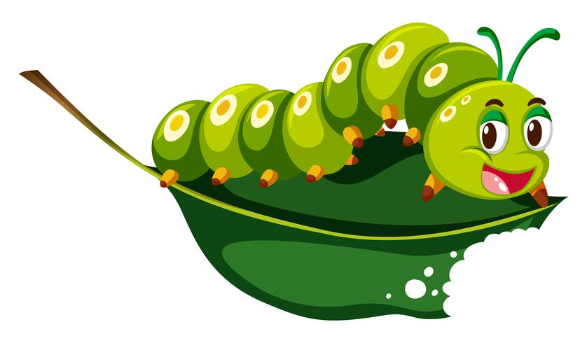 Cute caterpillar chewing green leaf vector