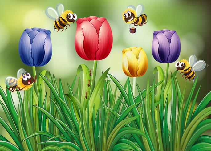 Bees flying in the tulip garden vector