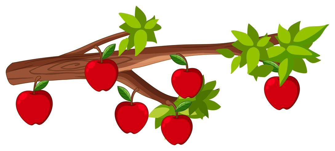 Red apples on branch vector