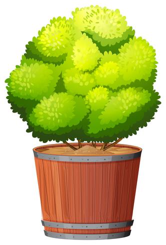 A plant in the pot vector