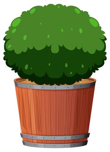 A plant in the pot vector