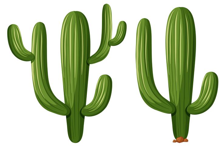 Cactus plants in two shapes vector