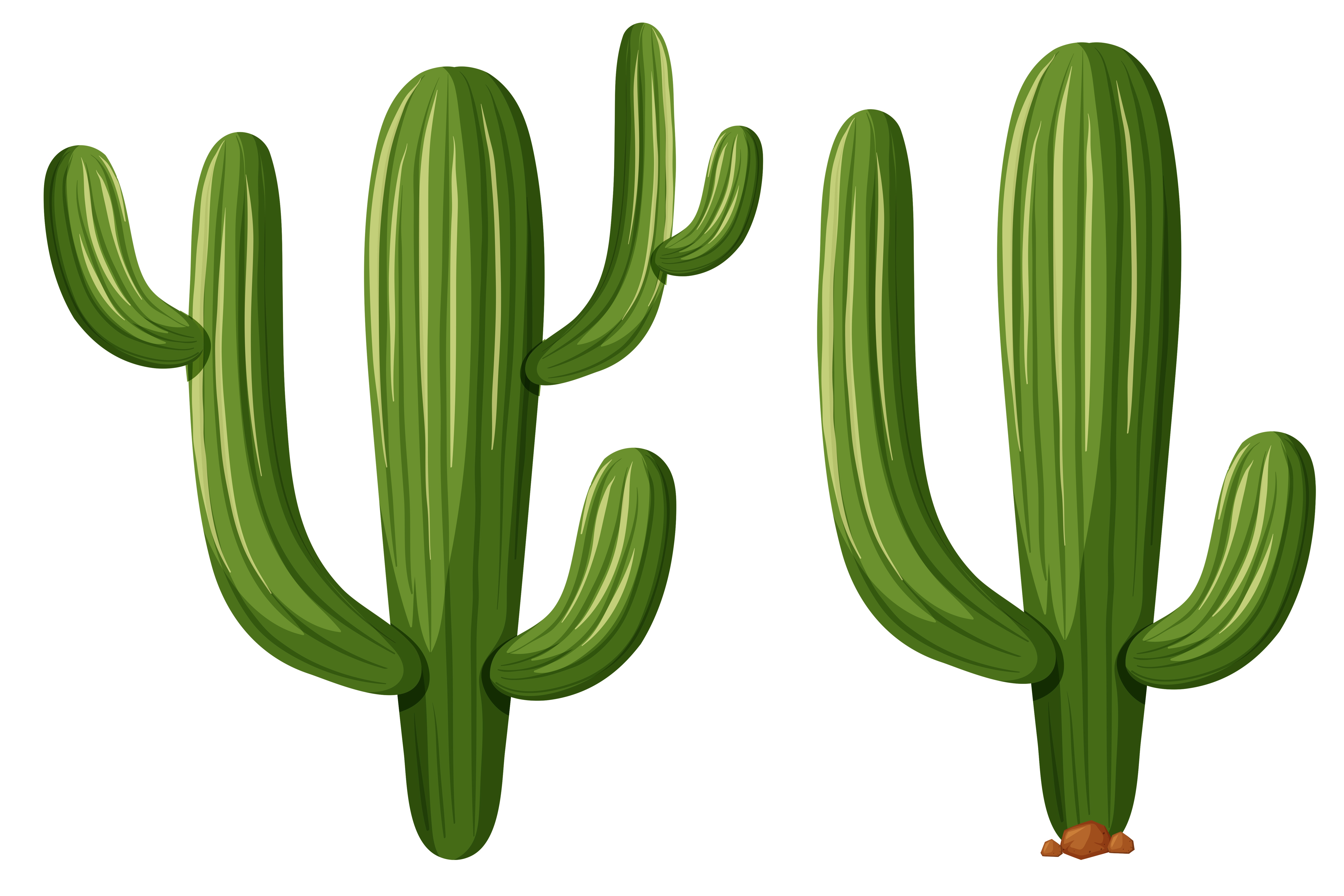 cactus vector 2d top down cactus vector 2d top down