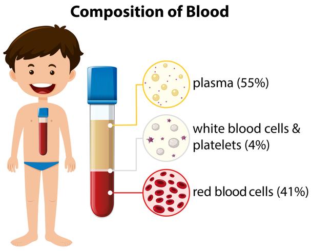 Composición del diagrama de sangre vector