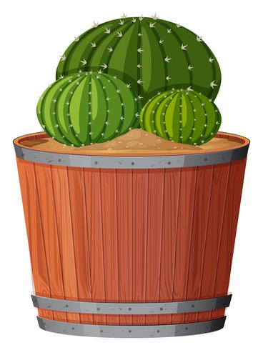Cactus plant in pot vector