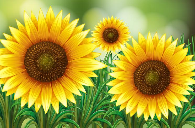 Escena con girasoles en jardín vector