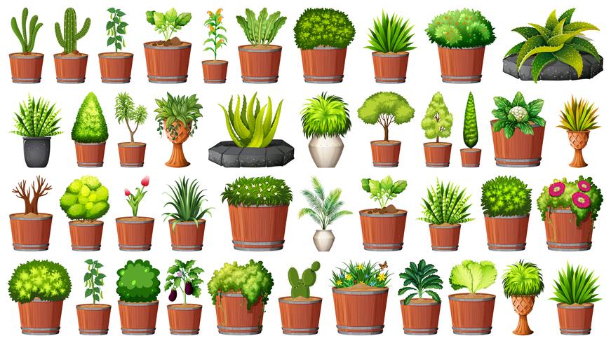 Set of different plants in pots vector