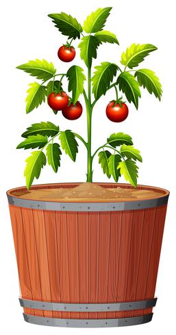A tomato plant in the pot vector