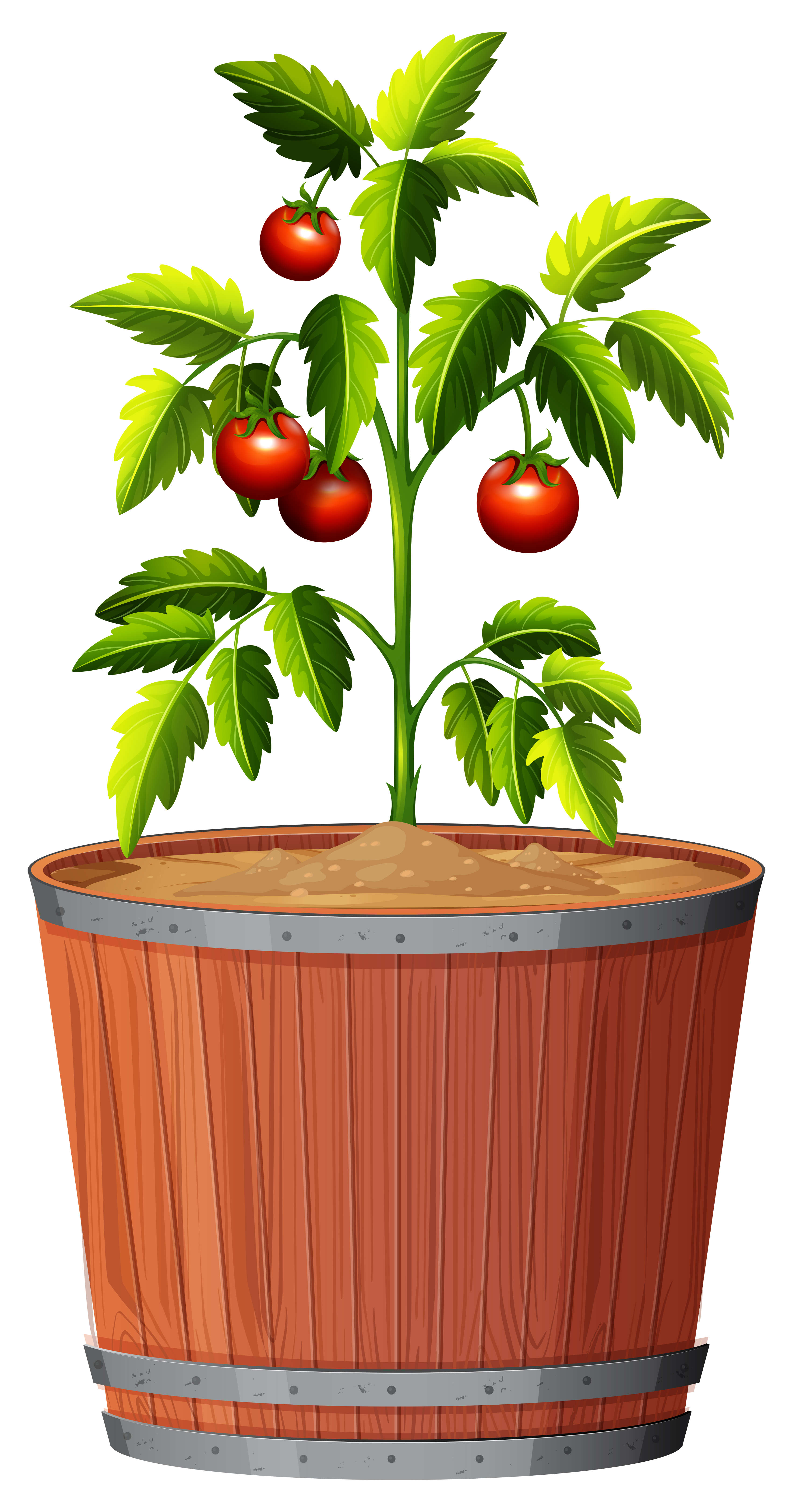 A tomato plant in the pot 605620 Vector Art at Vecteezy