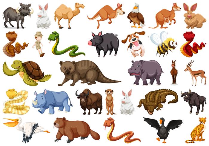 Set of wild animals