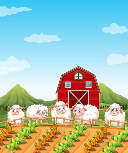 Sheep in the farmland vector