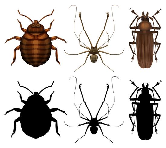 Conjunto de muchos insectos vector