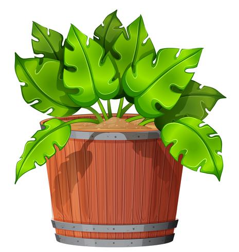 Isolated plant in pot vector