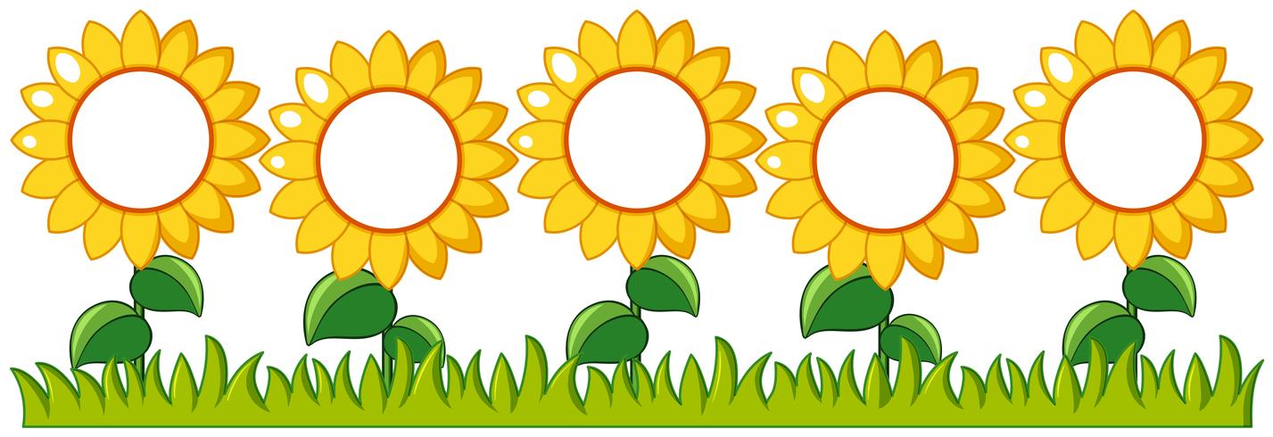 Sunflowers garden with writing space vector