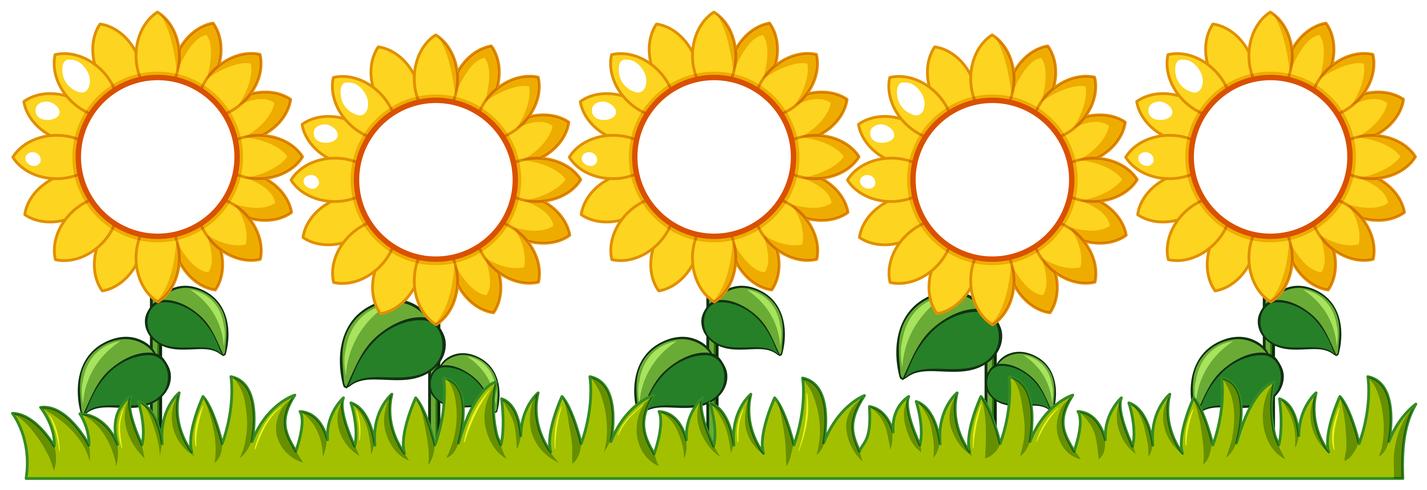 Jardín de girasoles con espacio de escritura. vector