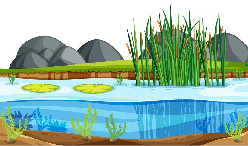 A nature pond landscape vector