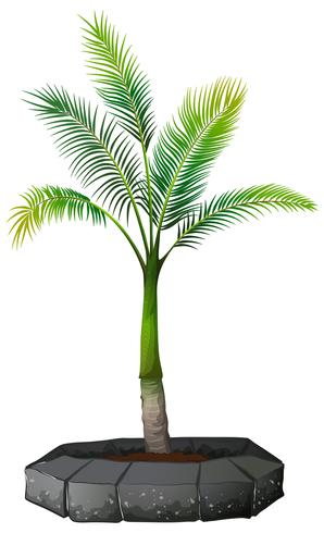 A palm tree on white background vector
