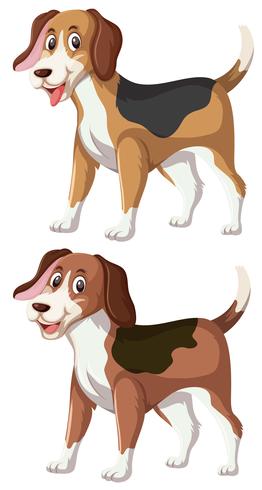 Un conjunto de beagle feliz. vector