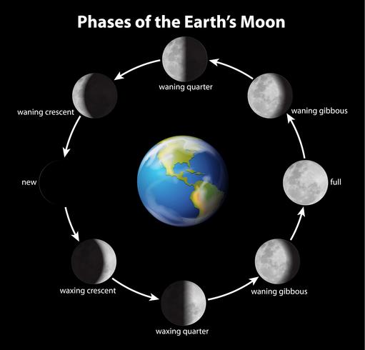 Phases of the Moon vector