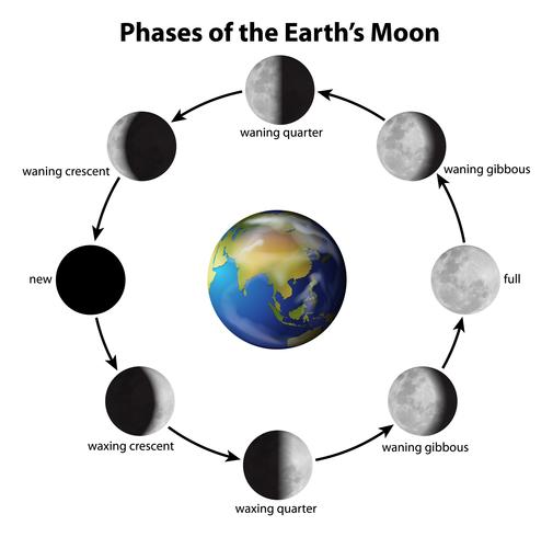 Phases of the Moon vector