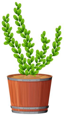 fern in plant pot vector