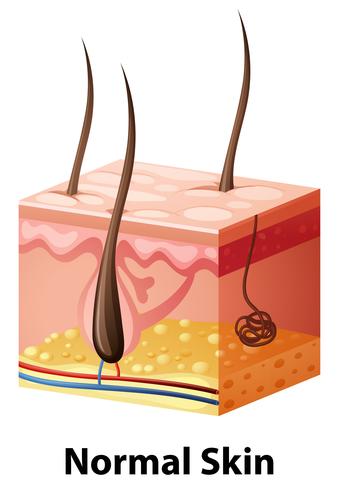 Diagram showing normal skin vector