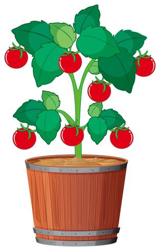 Una planta de tomate en la maceta. vector