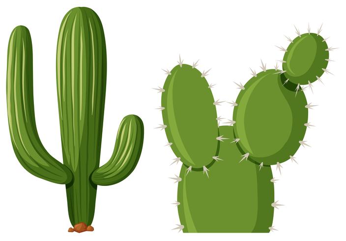 Dos tipos de plantas de cactus. vector