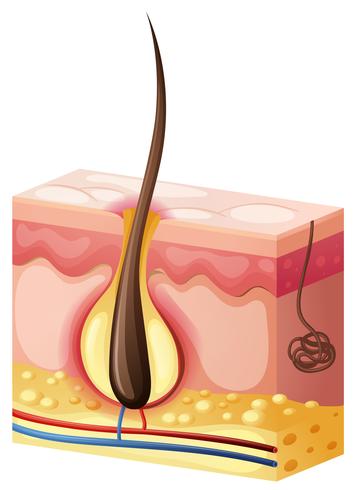 El pelo crece por debajo de la piel vector