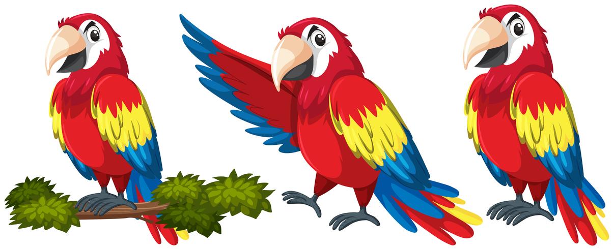 Set of parrot character vector