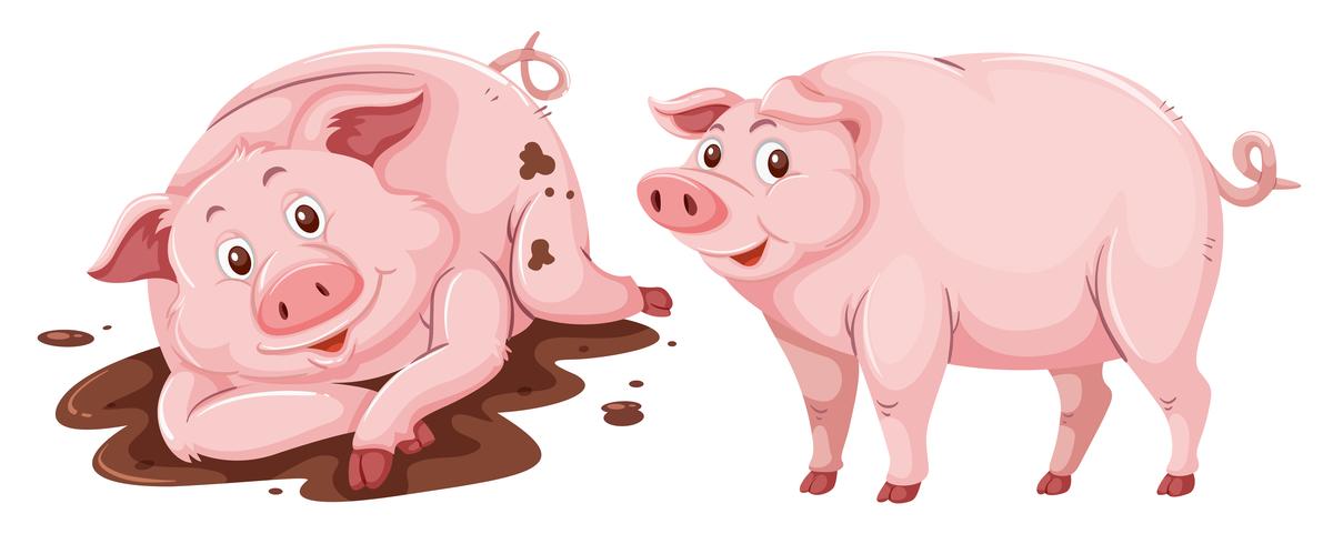 Pig on white background vector