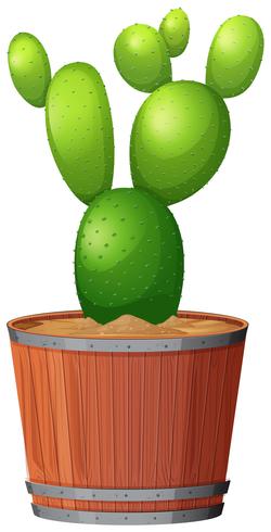 Cactus plant in pot vector