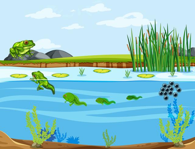 Frog life cycle diagram vector