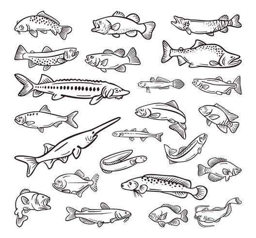 tipo de comida de mar, mar peces colección dibujados a mano vector