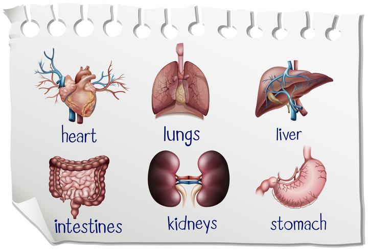 Human organs on the paper vector