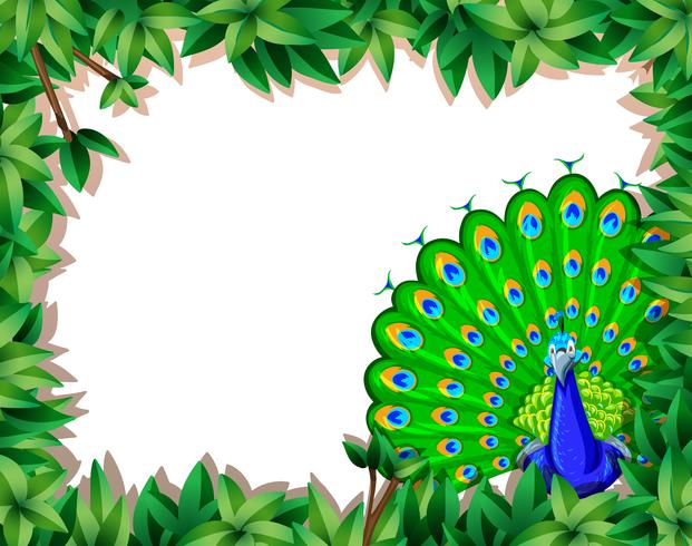 A peacock on nature border vector