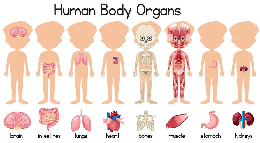 Un conjunto de órganos del cuerpo humano. vector