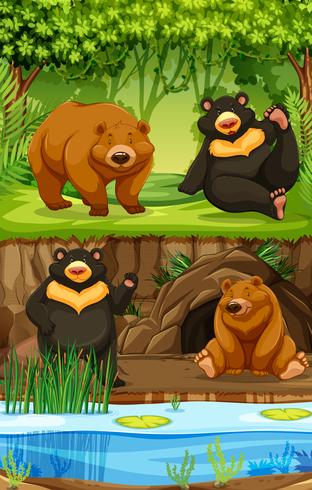 Bears in nature scene vector