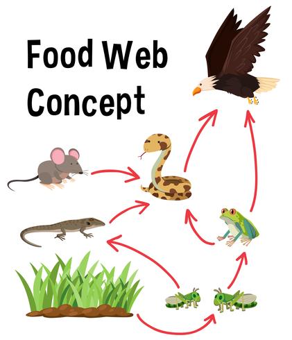 Concepto de web de comida de ciencia vector