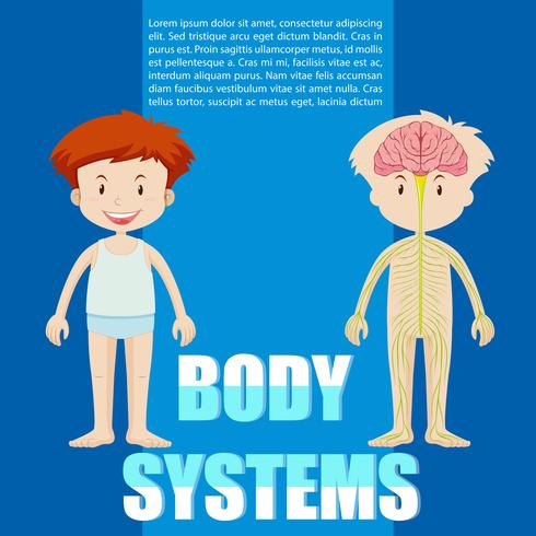 Infografía de niño y sistema corporal. vector